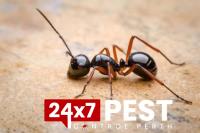 Ant Control Perth image 3